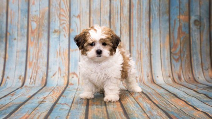 Shih tzu